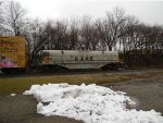 CN 187153 is new to RRPA!